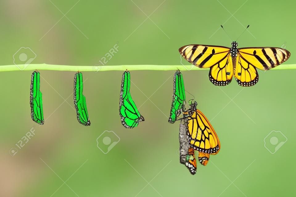 黄褐色的科斯特生命周期变换从卡特彼勒到蝴蝶在枝头