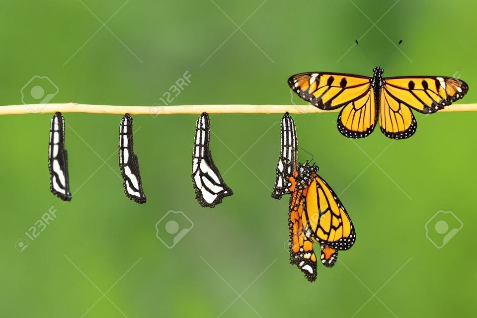 Cycle de vie des Tawny Coster transformer de la chenille au papillon sur un rameau