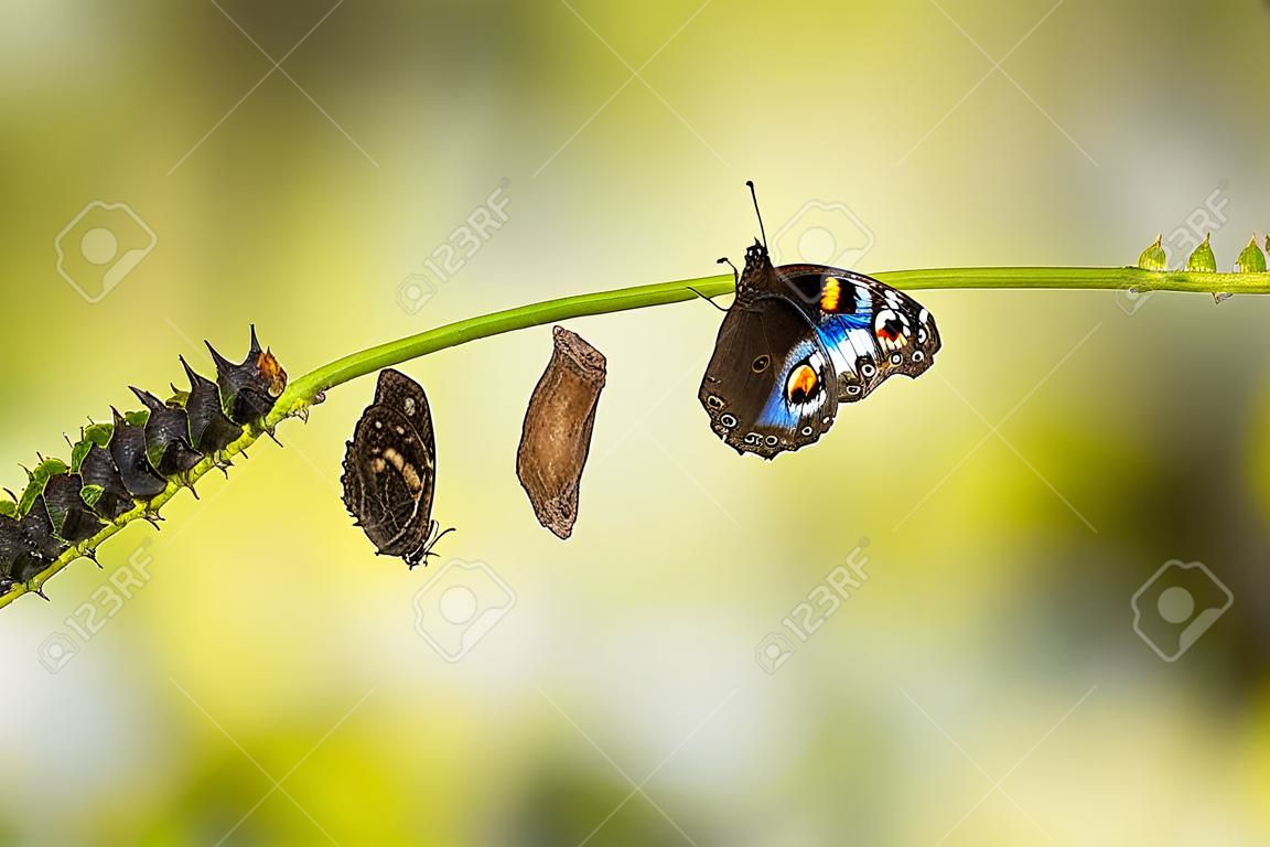 Ciclo di vita della farfalla pansy blu maschile (Junonia orithya Linnaeus) sul ramoscello