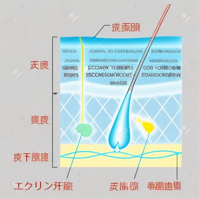Ilustracja profilu tektonicznego skóry zawiera następującą japońską transkrypcję. "naskórek" "corium" "gruczoły łojowe" "tkanka pod skórą" "gruczoły ekrynowe" "gruczoły łojowe" "naczynka włosowate"
