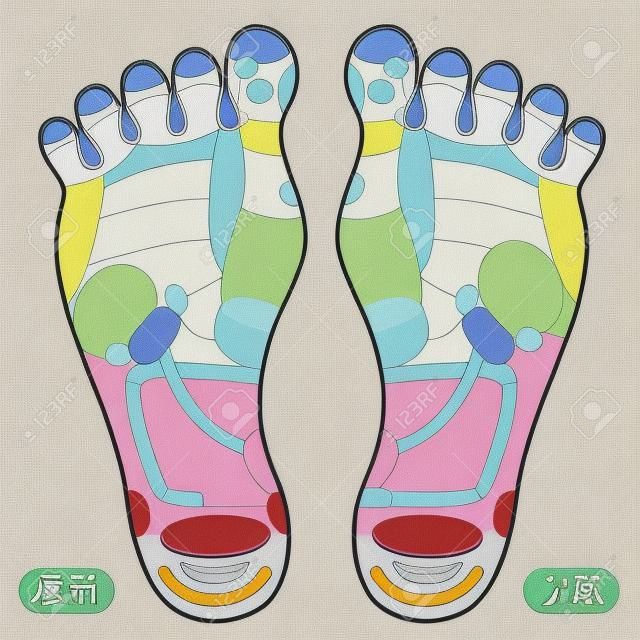 foot reflex area
Foot pot illustration _B (color without letters)

There is a description of "right foot" and "left foot" in Japanese