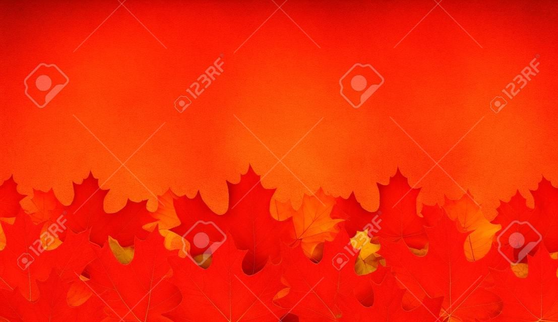 Horizontales Herbstbanner mit schönen purpurroten Ahornblättern. Saisondekoration - Vektor