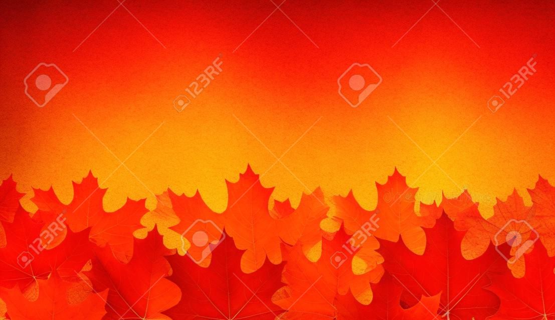 Banner horizontal de otoño con hermosas hojas de arce carmesí. Decoración de temporada - Vector
