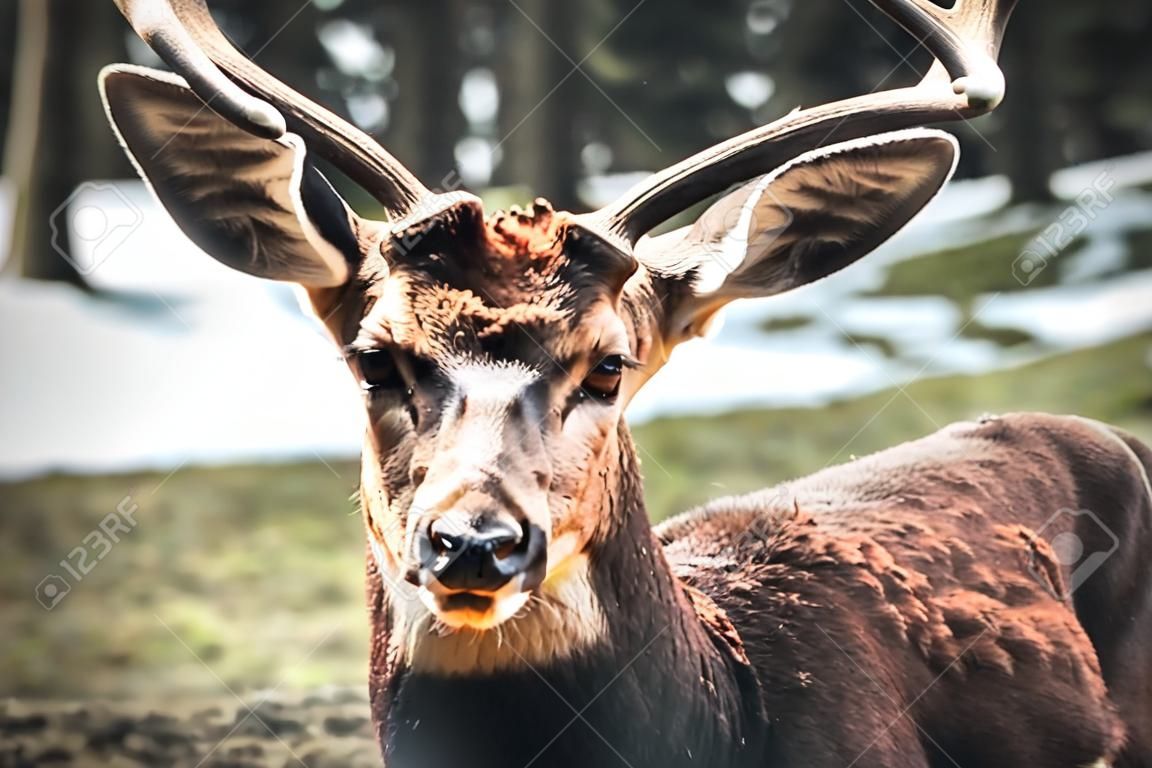 Alpha Male - un giovane cervo fissa intensamente con le sue corna orgogliosamente in mostra