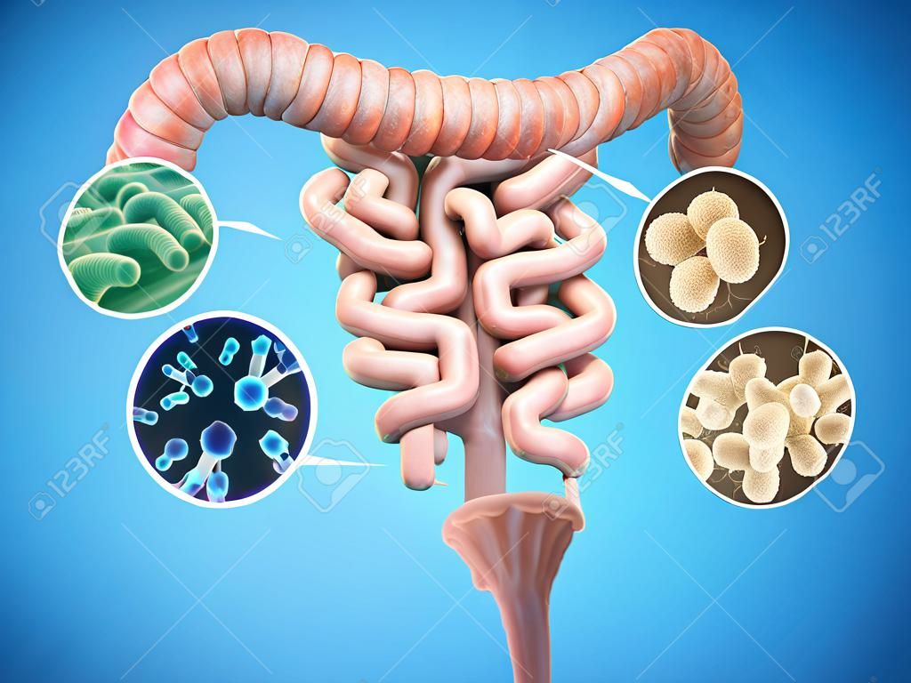 ヒト腸の細菌、腸内細菌叢の健康概念。
