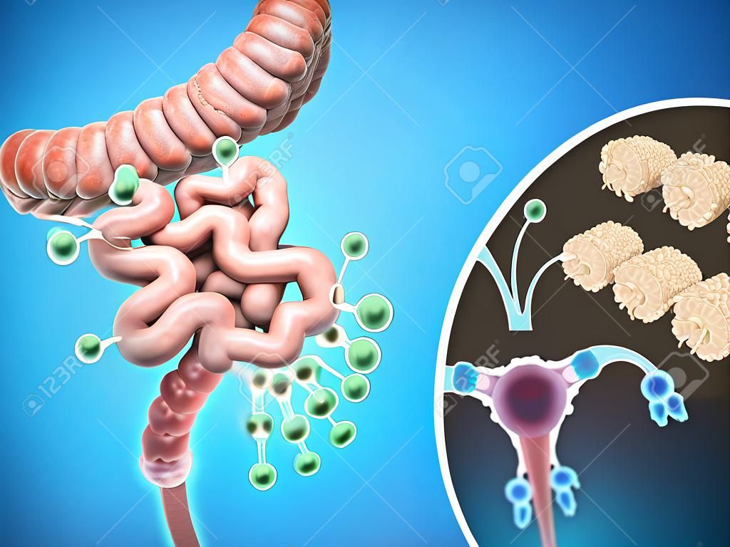 Bacteria of human intestine, Intestinal flora gut health concept.