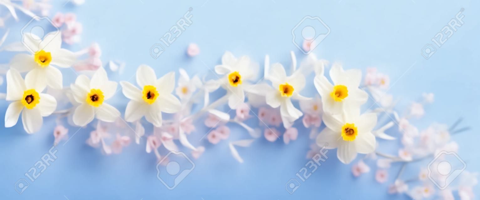 daffodils and cherry flowers on blue background background