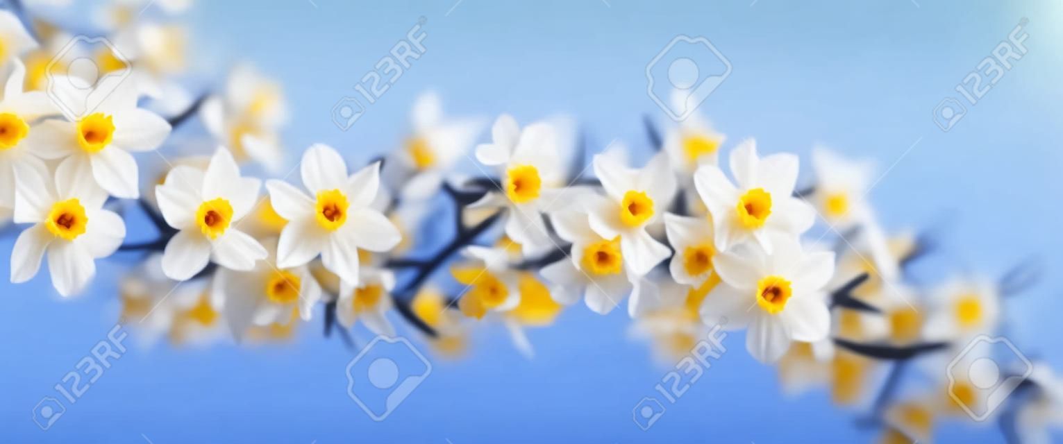 Żonkile i kwiaty wiśni na niebieskim tle