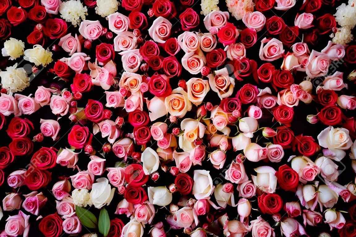 놀라운 빨간색과 흰색 장미와 아름다운 꽃 벽 배경의 근접 촬영 이미지입니다.