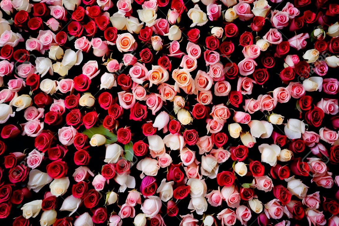 美しい花のクローズ アップのイメージは、驚くほどの赤と白のバラと背景を壁します。