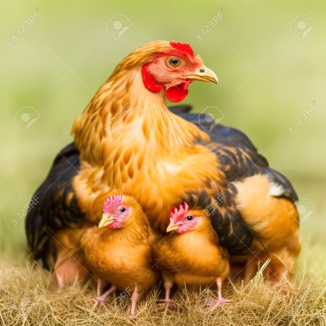 Moeder kip met zijn baby kip