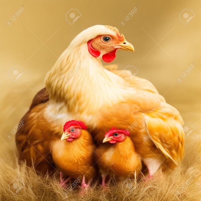 Glucke mit ihren Baby-Huhn