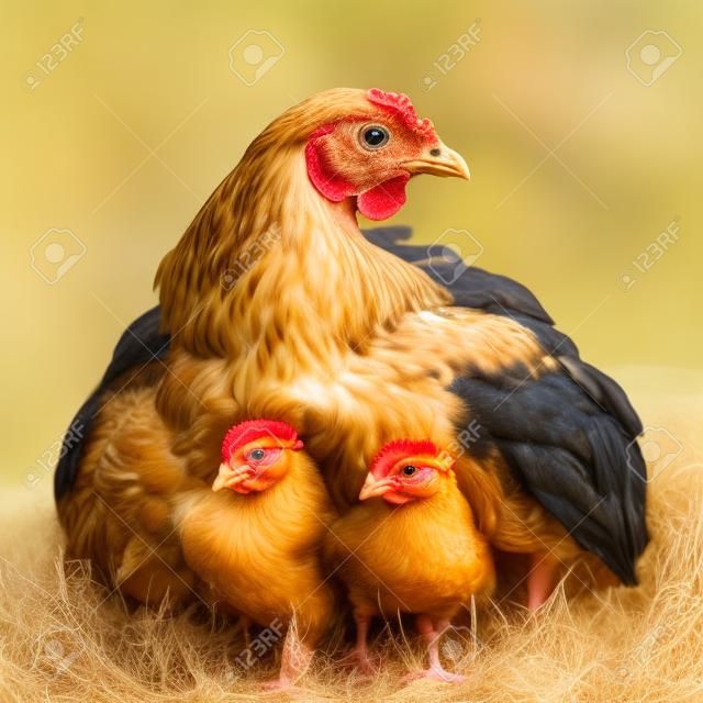 Glucke mit ihren Baby-Huhn