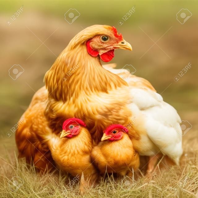 Moeder kip met zijn baby kip