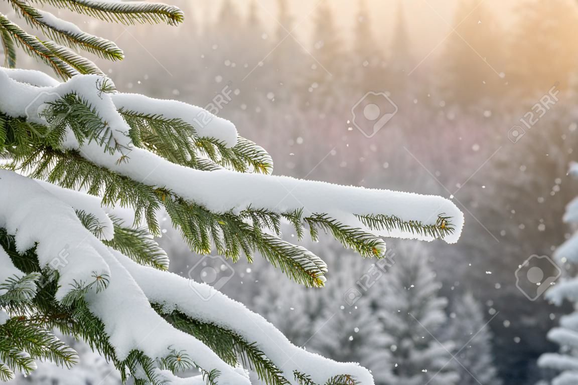 Beautiful winter scenery with snow falling on a spruce tree branch close-up