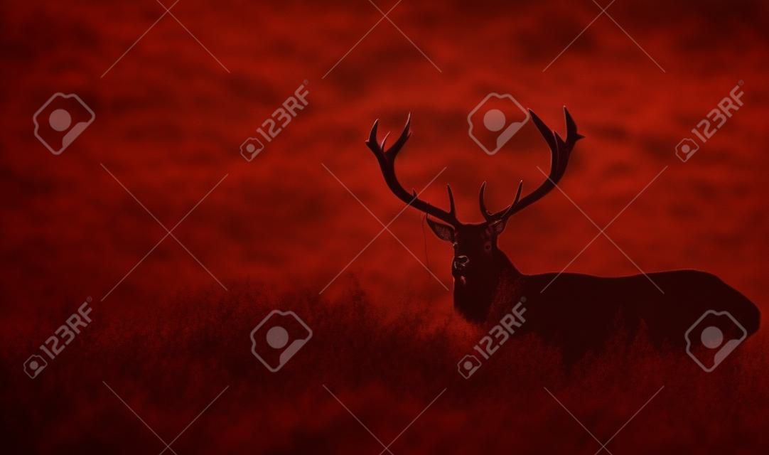 붉은 사슴 사슴 실루엣