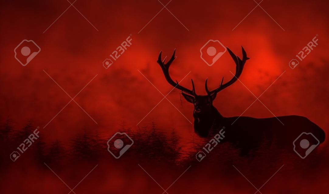 붉은 사슴 사슴 실루엣