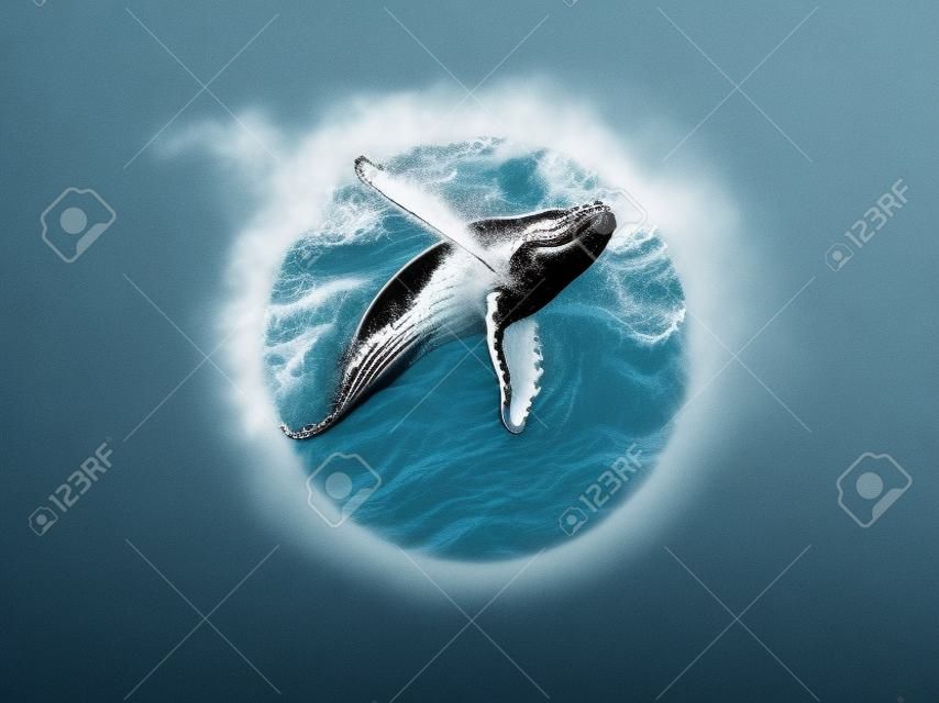 логотип сломанного горбатого кита