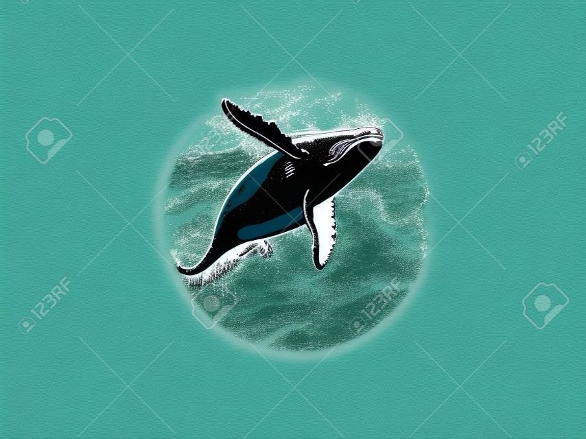Naruszenie logo wielorybów