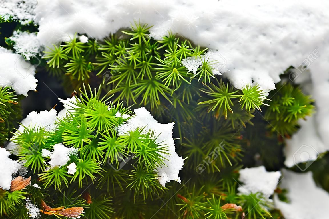 Contrast tussen groen en wit van mos en sneeuw