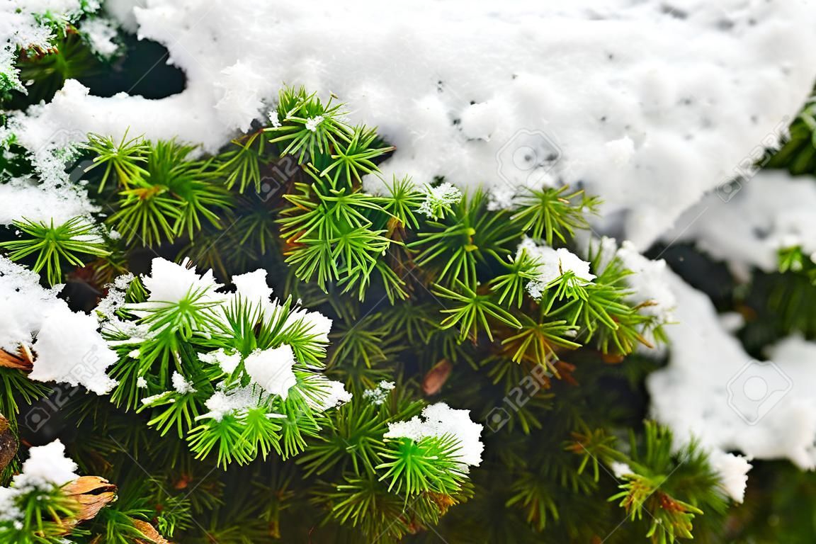 Contrast tussen groen en wit van mos en sneeuw