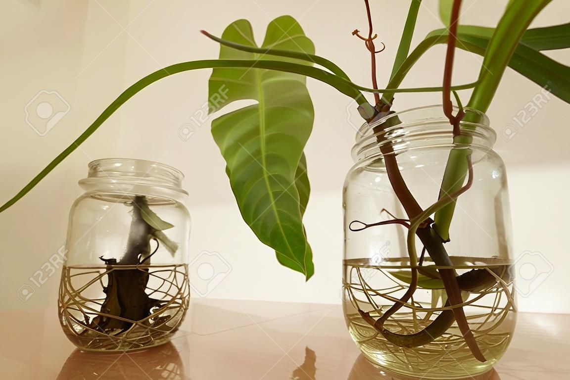 Philodendron domesticum, também chamado de spadeleaf philodendron ou burgundy philodendron em frascos de vidro reciclado como uma decoração de casa inspirada na temporada de primavera simples