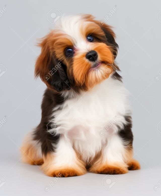 Mooie gelukkige roodachtige havanezer puppy hond zit frontaal en kijken omhoog, geïsoleerd op witte achtergrond