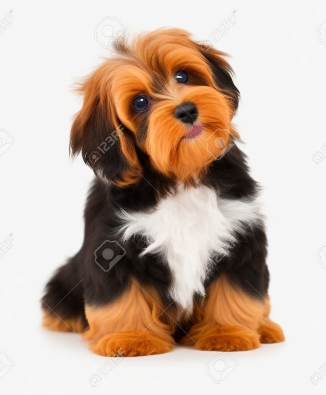 Bello cane felice cucciolo havanese rossastro è seduta frontale e guardando verso l'alto, isolato su sfondo bianco