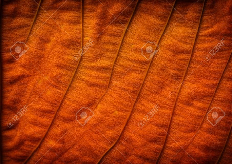 Dried tobacco leaf close up texture