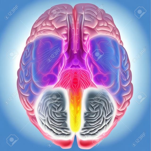 인간의 두뇌 아래쪽보기 벡터