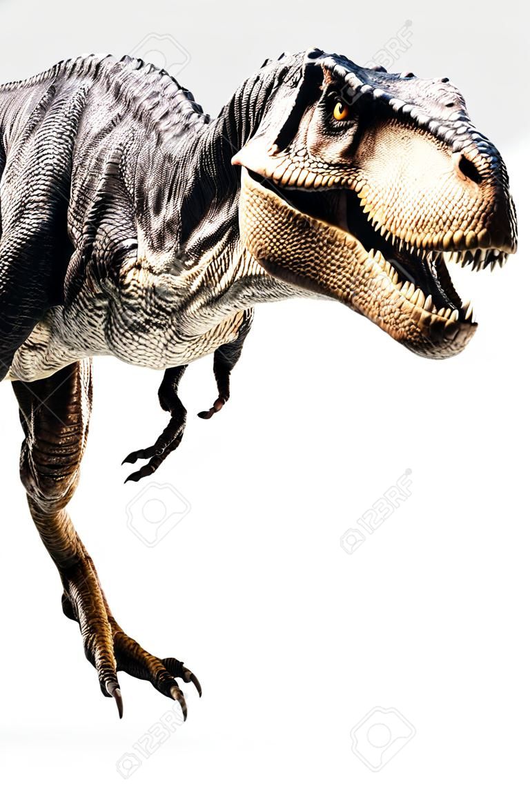 Tyrannosaurus T-rex ,dinosaur on white background  .