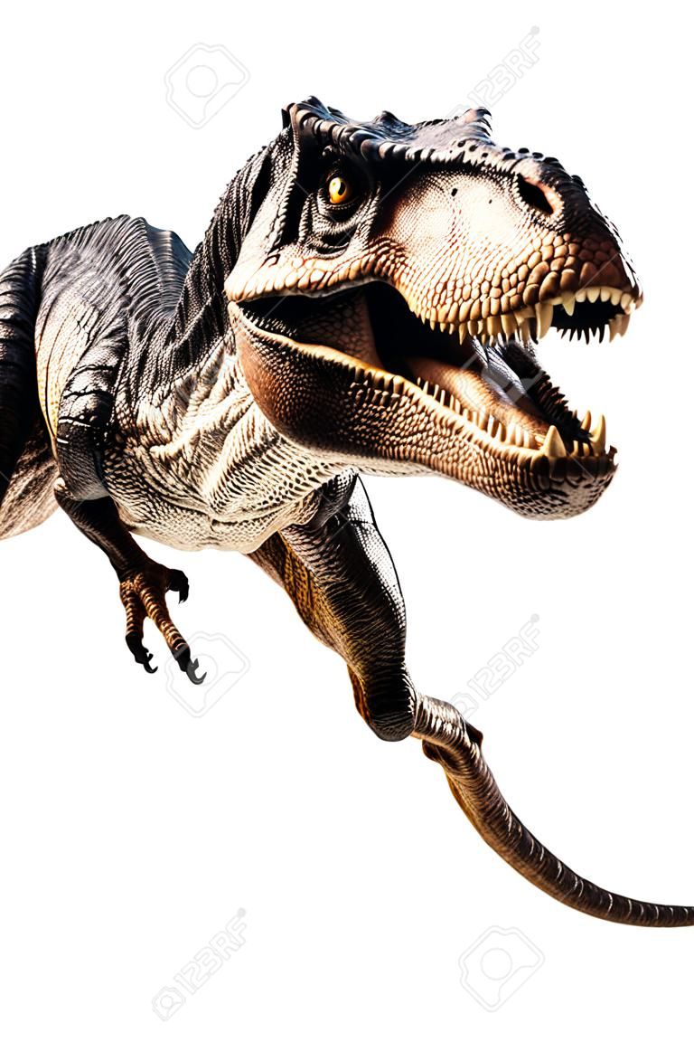 Tyrannosaurus T-rex ,dinosaur on white background  .
