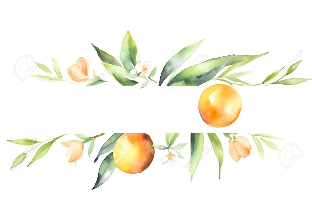 Watercolor banner fruit orange branch isolated on white background.