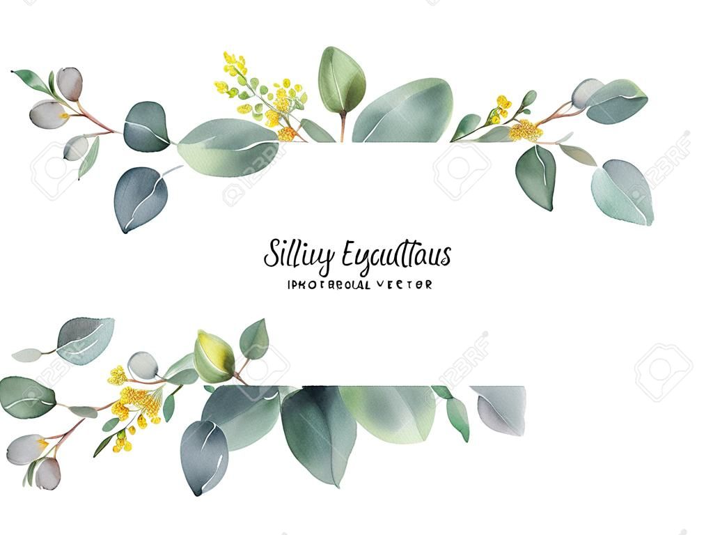 Waterverf vector hand geschilderd groene bloembanner met zilveren dollar eucalyptus geïsoleerd op witte achtergrond. Genezing Kruiden voor kaarten, bruiloft uitnodiging, posters, sla de datum of begroeting ontwerp.
