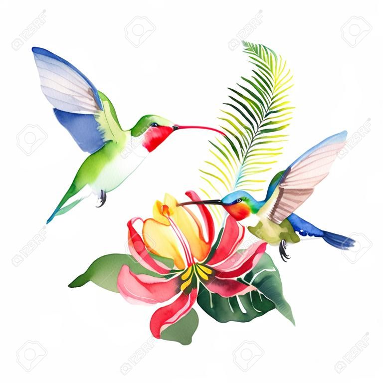Foglie tropicali della carta di vettore dell'acquerello, colibrì e fiori isolati su priorità bassa bianca. Illustrazione per inviti di nozze di design, biglietti di auguri, cartoline.