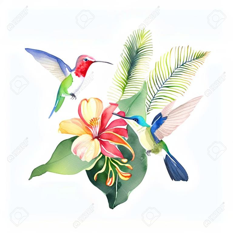 Waterverf vector kaart tropische bladeren, kolibrie en bloemen geïsoleerd op witte achtergrond. Illustratie voor design bruiloft uitnodigingen, wenskaarten, ansichtkaarten.