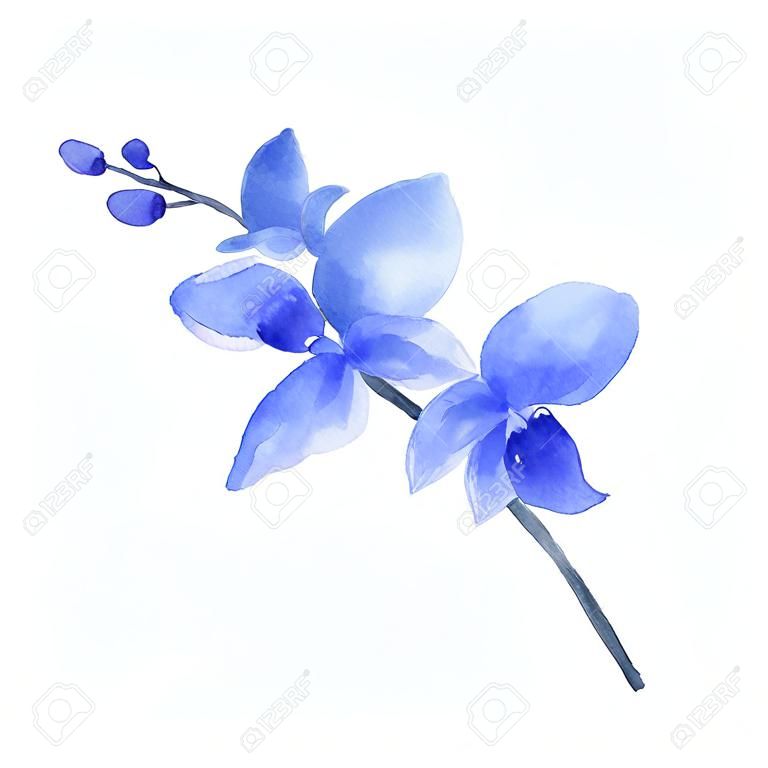 Watercolor vector blue Orchid flower isolated on white background. Illustration for design wedding invitations, greeting cards, postcards.