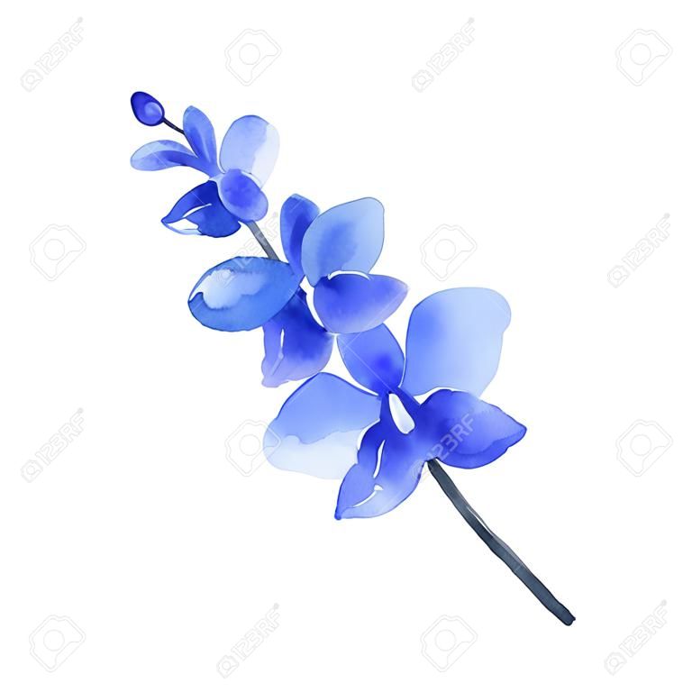 Fiore dell'orchidea blu di vettore dell'acquerello isolato su priorità bassa bianca. Illustrazione per inviti di nozze di design, biglietti di auguri, cartoline.