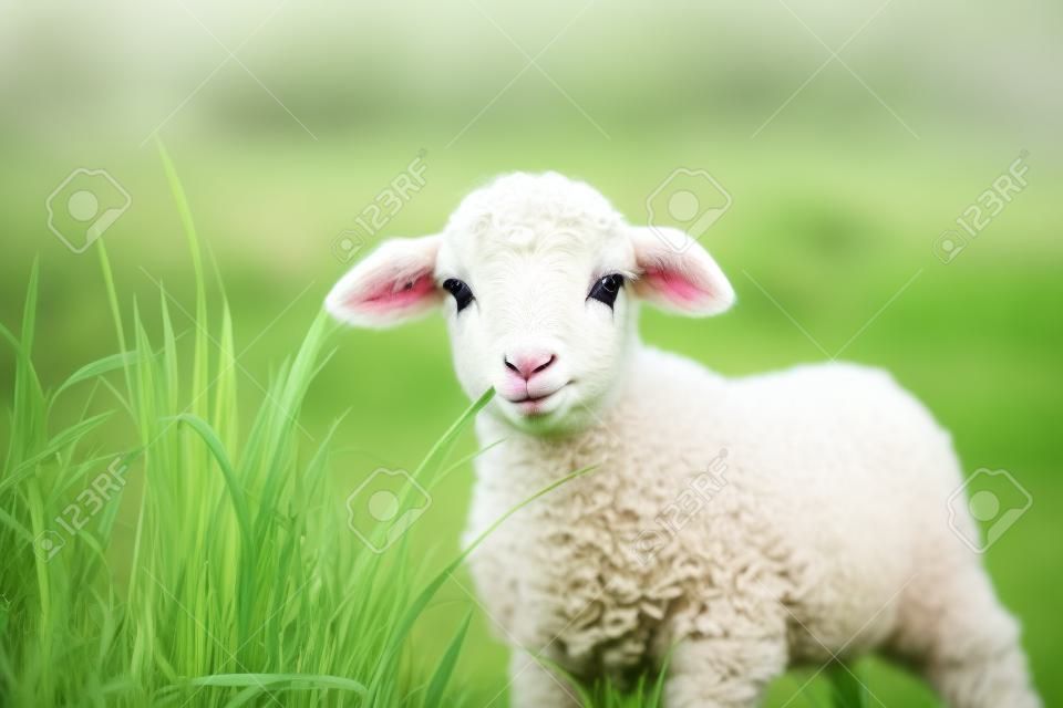 portrait d'un mignon petit agneau broutant dans un pré de printemps vert