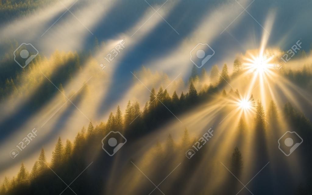 sun-rays through misty pine forest