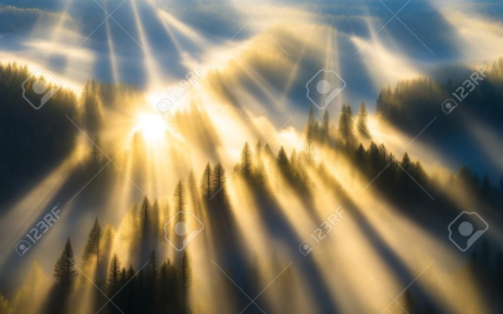 sun-rays through misty pine forest