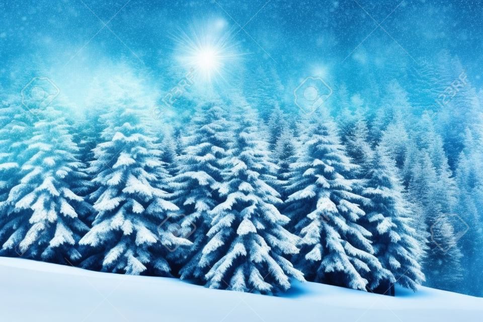 눈 덮인 전나무가 있는 마법의 얼어붙은 겨울 풍경