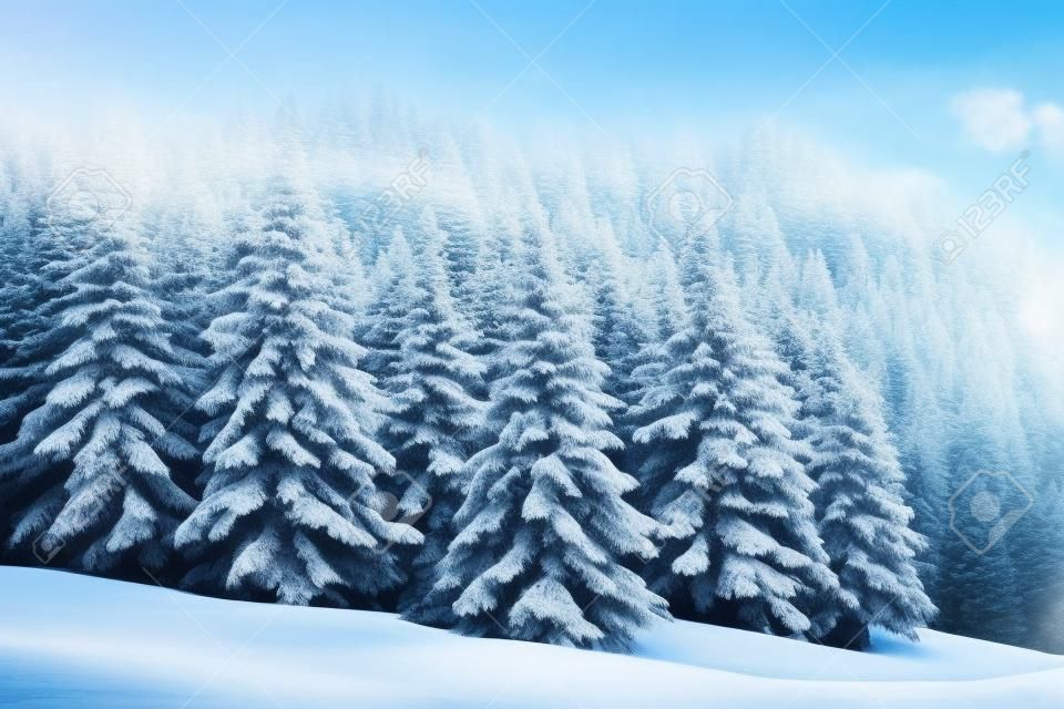 눈 덮인 전나무가 있는 마법의 얼어붙은 겨울 풍경