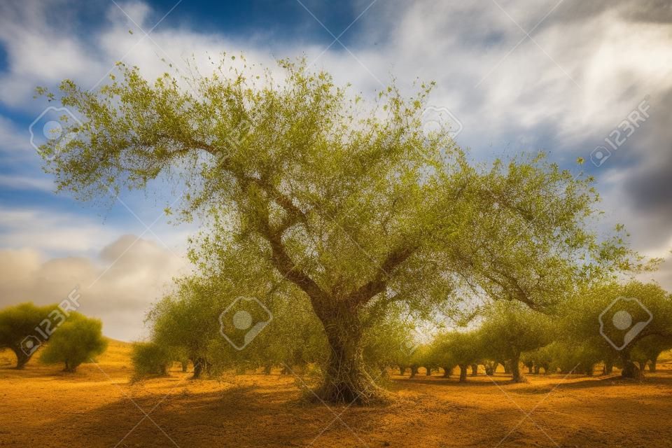 View of an carob tree orchard in cultivated land of in the countryside of Portugal.