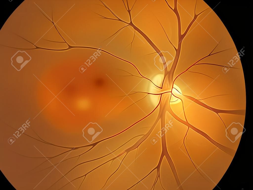 photo medical detailing the retina and optic nerve inside a healthy human eye