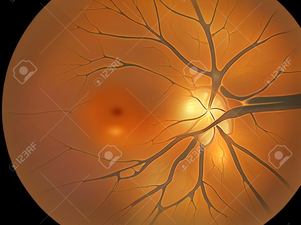 photo medical detailing the retina and optic nerve inside a healthy human eye