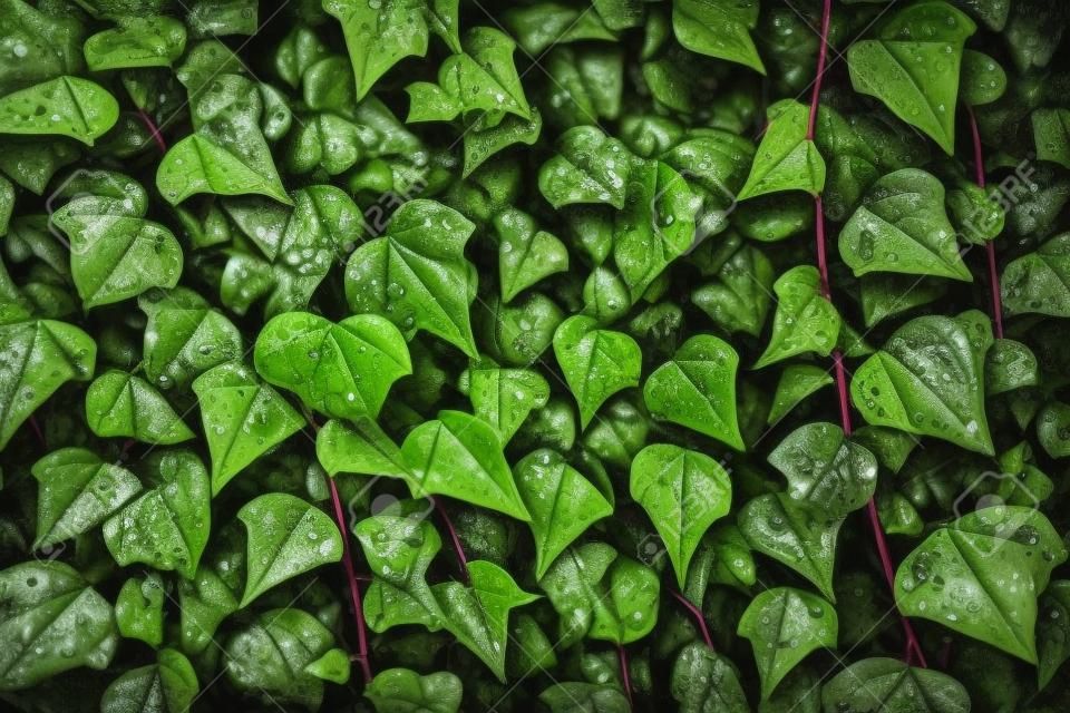 Close-up of wet ivy leaves.