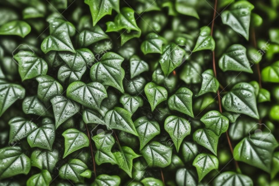 Close-up of wet ivy leaves.