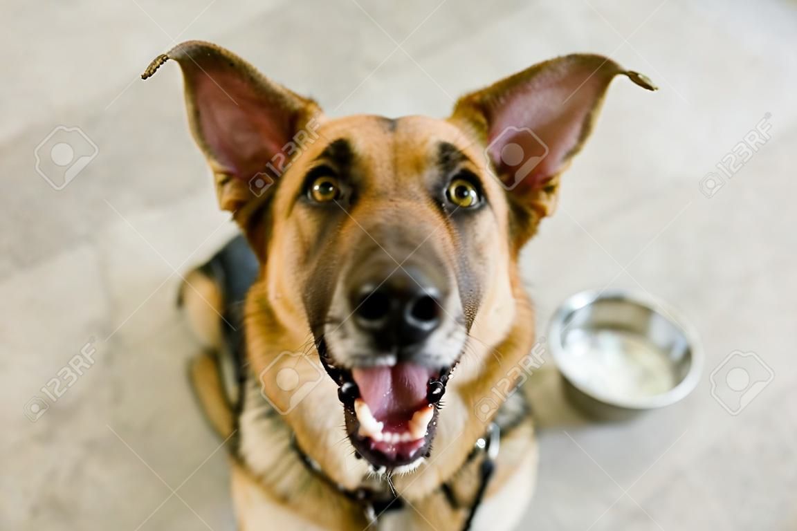 狗碗是一个饥饿的德国牧羊犬，等待有人在他的碗里吃饭。