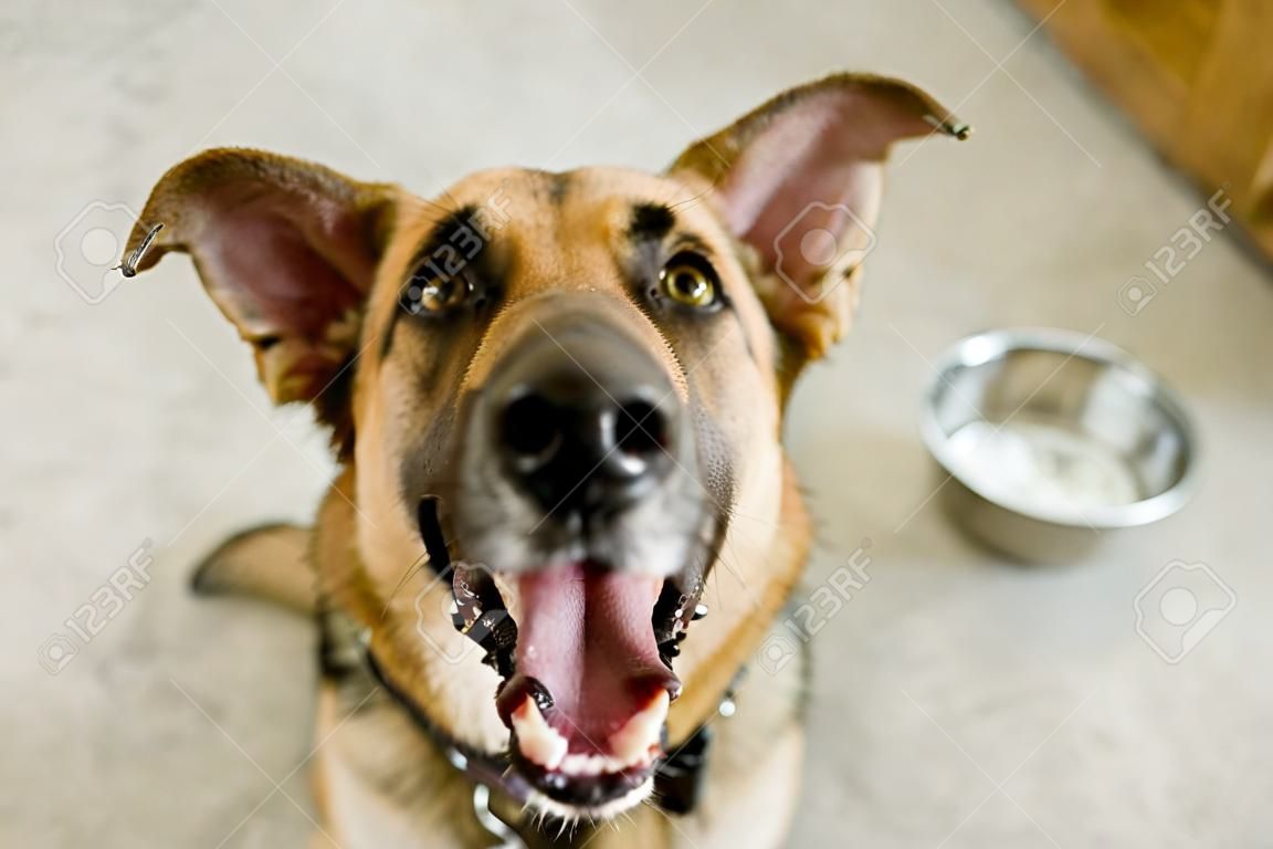 Dog bowl is a hungry German Shepherd waiting for someone to food in his bowl.